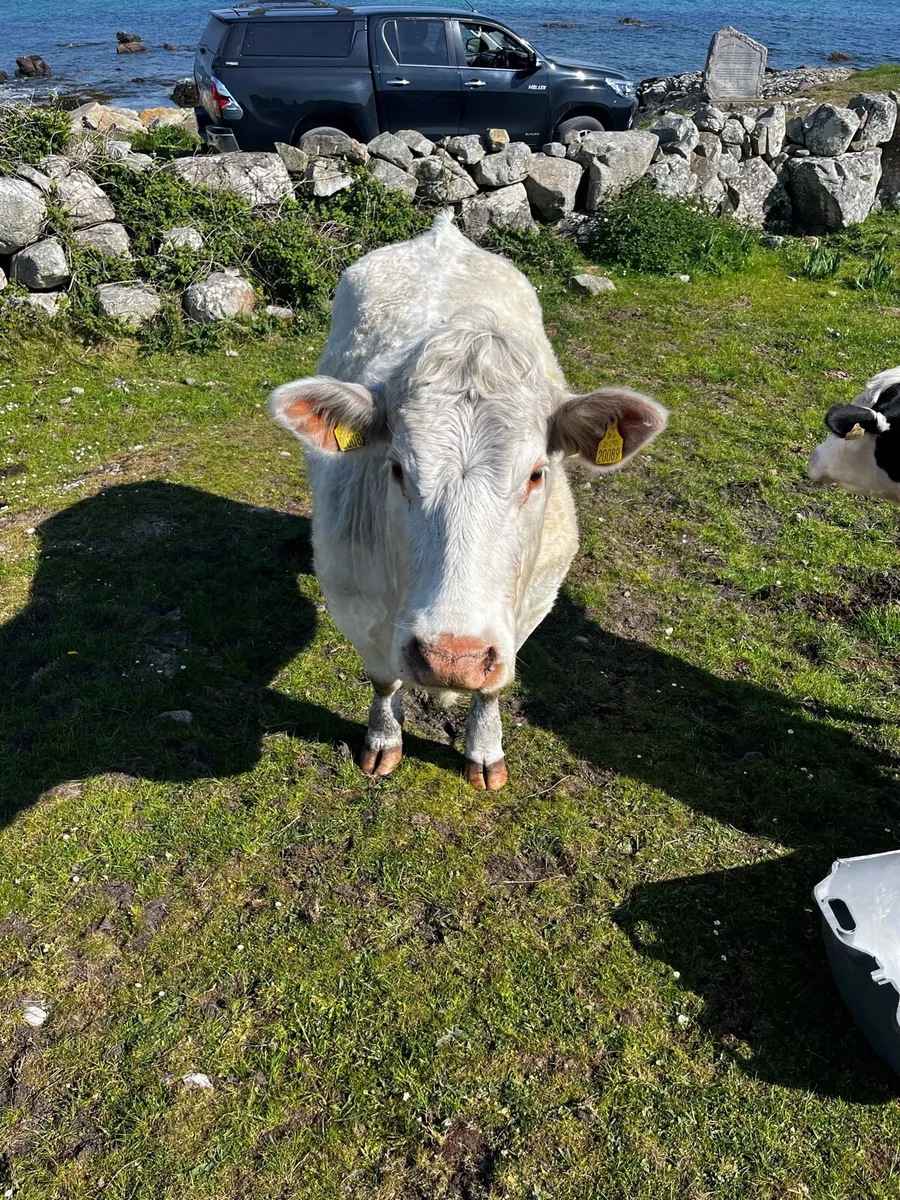 PBR Orwell cow - Image 3