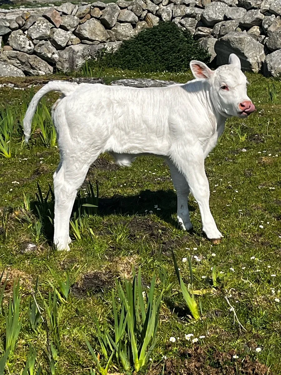PBR Orwell cow - Image 4