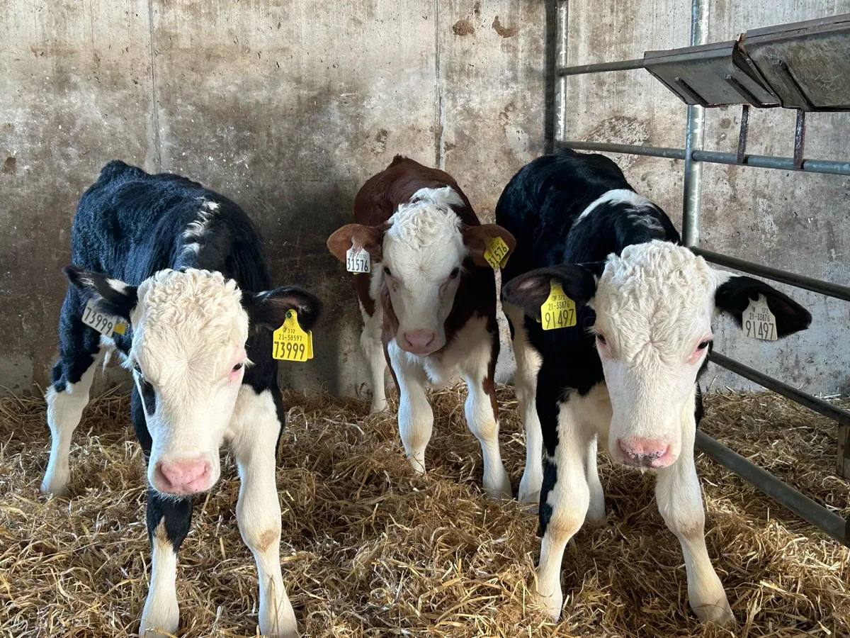 Quality Hereford Bulls - Image 1