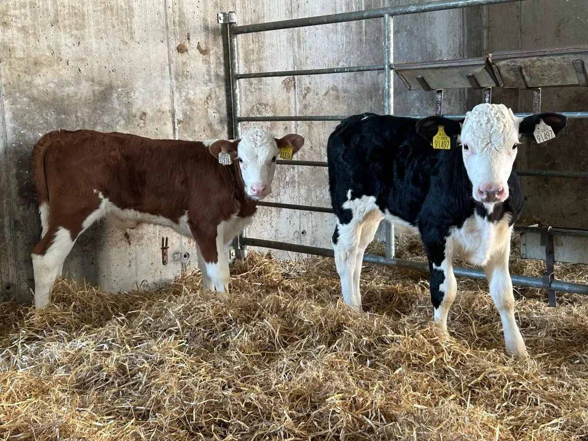 Quality Hereford Bulls - Image 3