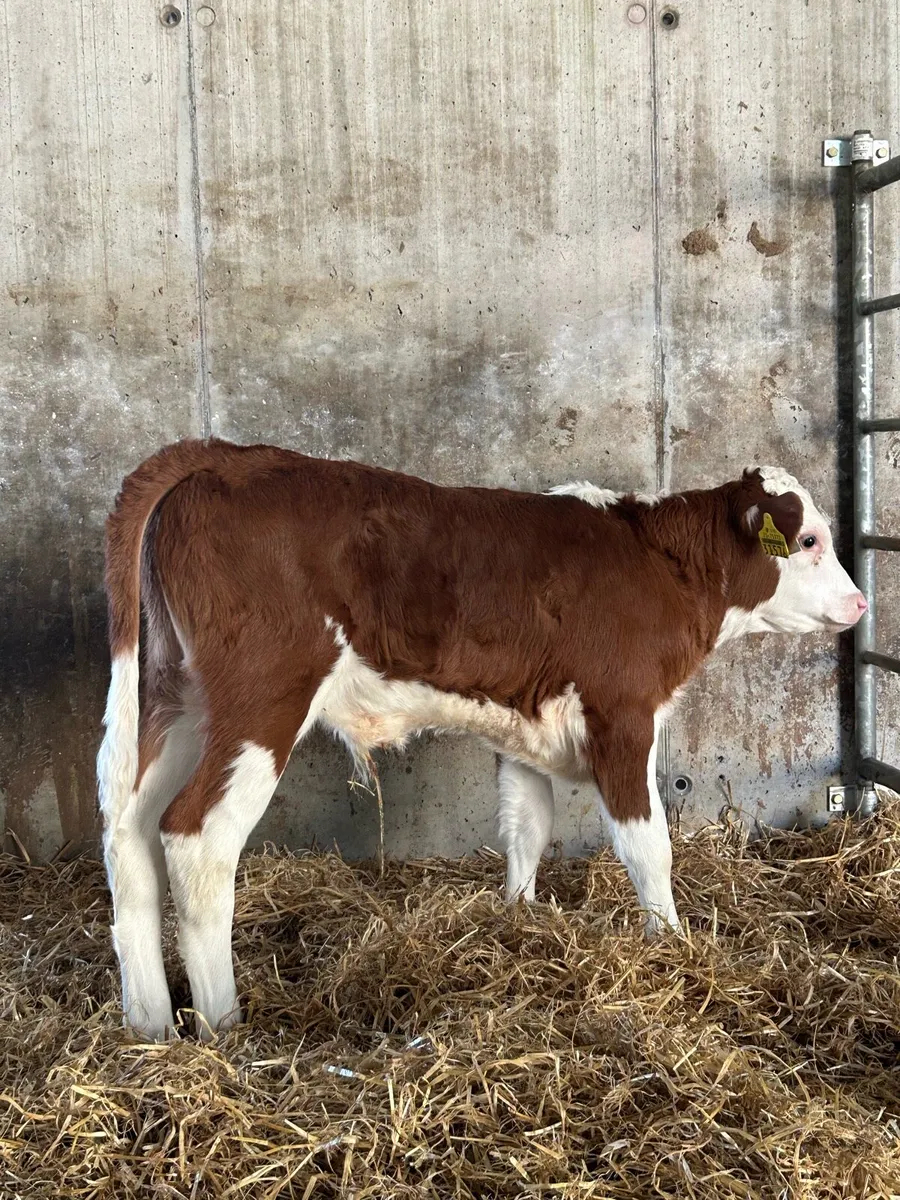 Quality Hereford Bulls - Image 4
