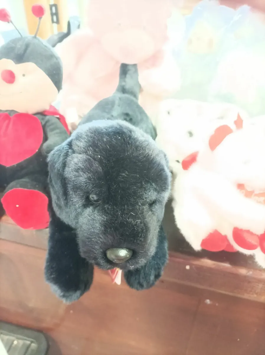 Soft Teddies - Image 1