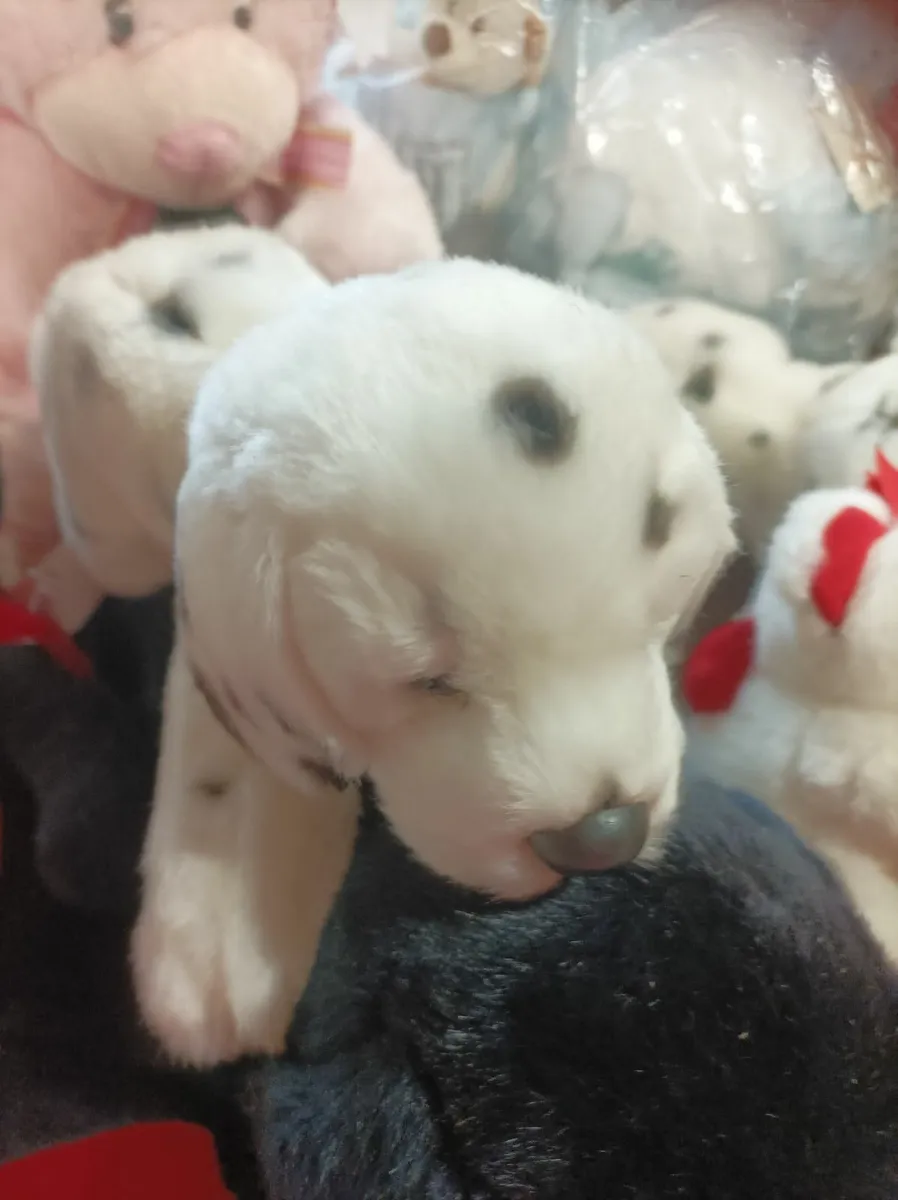 Soft Teddies - Image 4