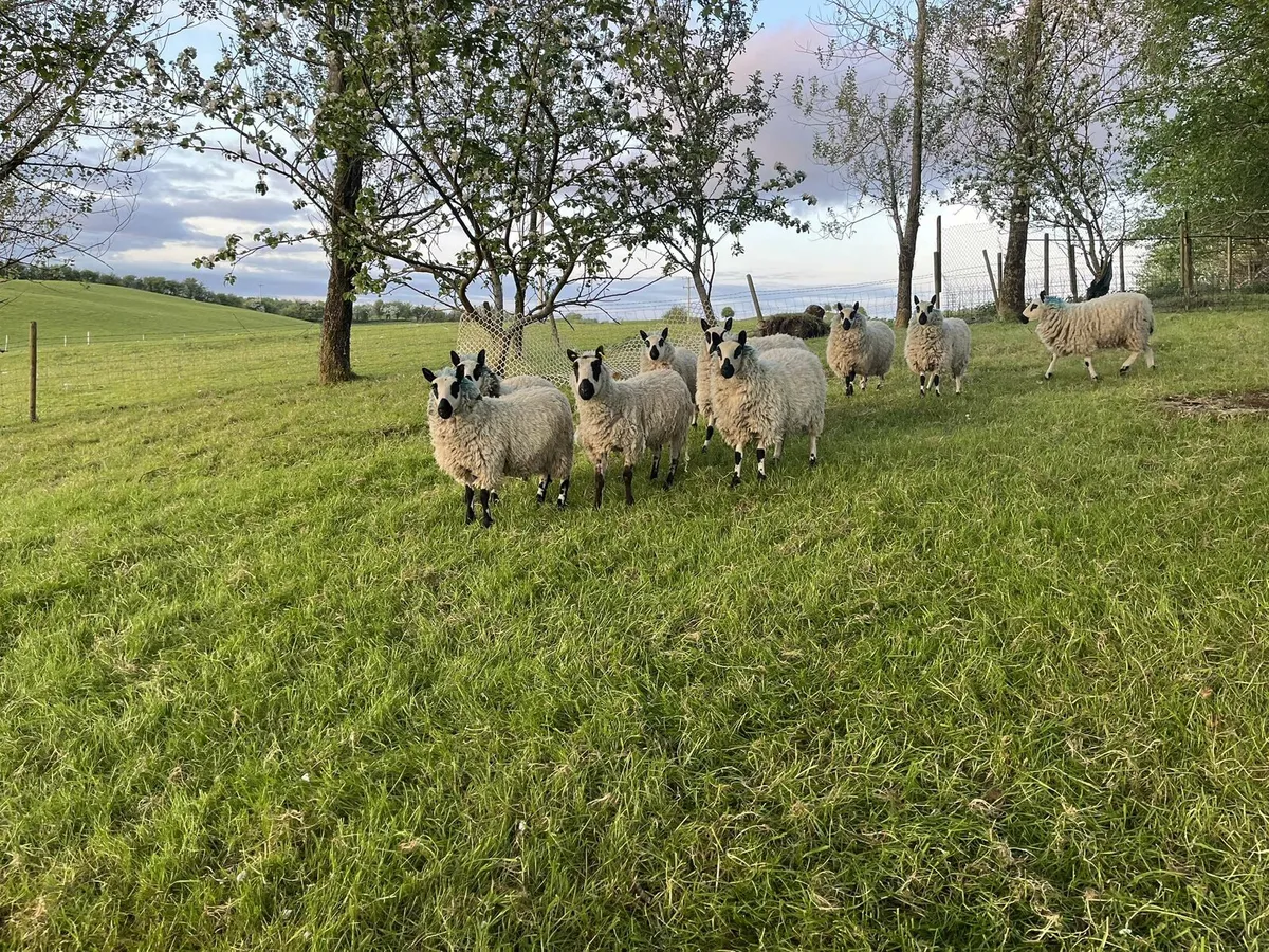 Kerryhill hoggs - Image 1