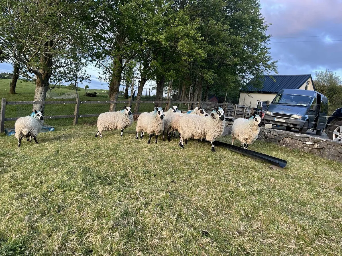 Kerryhill hoggs - Image 2