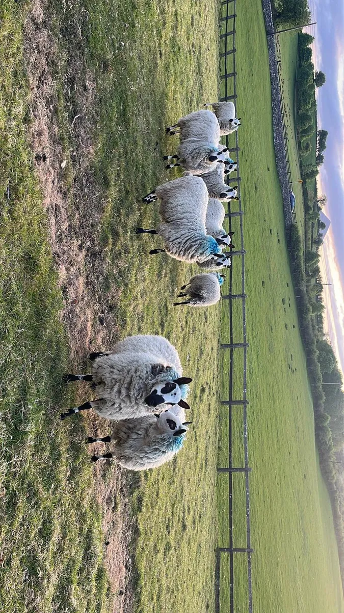 Kerryhill hoggs - Image 3