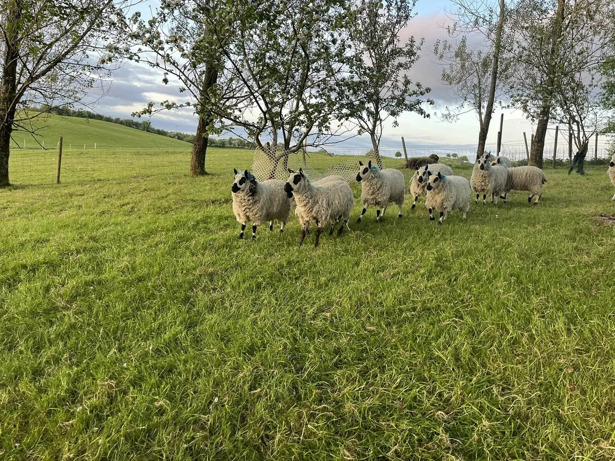 Kerryhill hoggs - Image 4