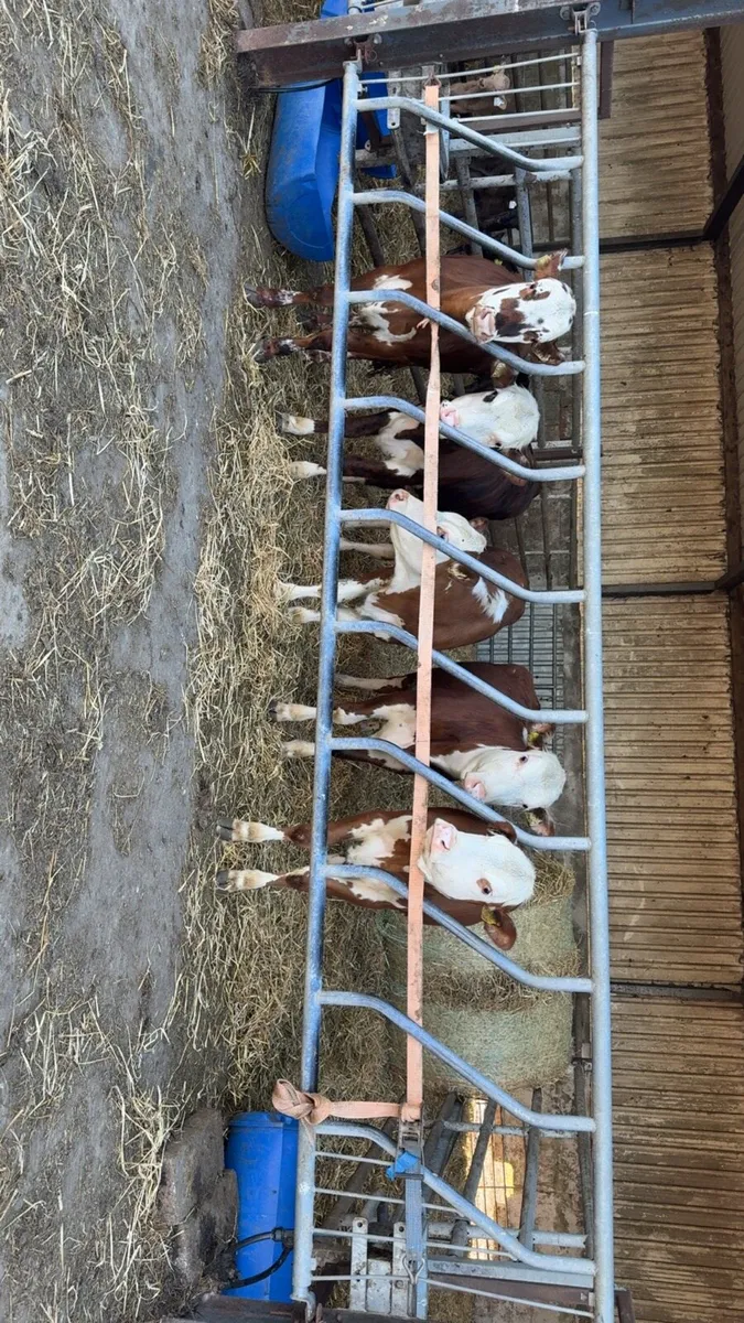 5 super Hereford heifers - Image 1