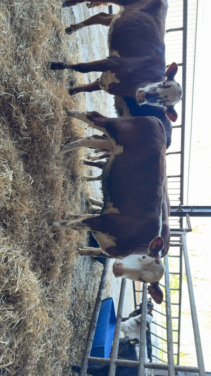 5 super Hereford heifers - Image 2