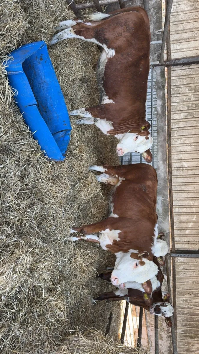 5 super Hereford heifers - Image 3