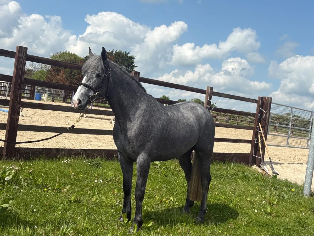 Lot 456 Clifden Sales - Image 1