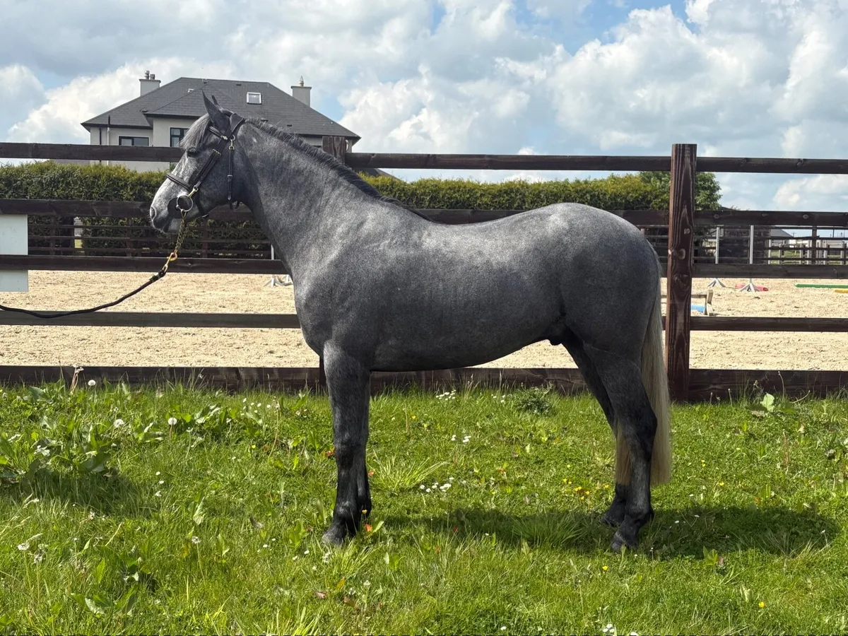 Lot 456 Clifden Sales - Image 3
