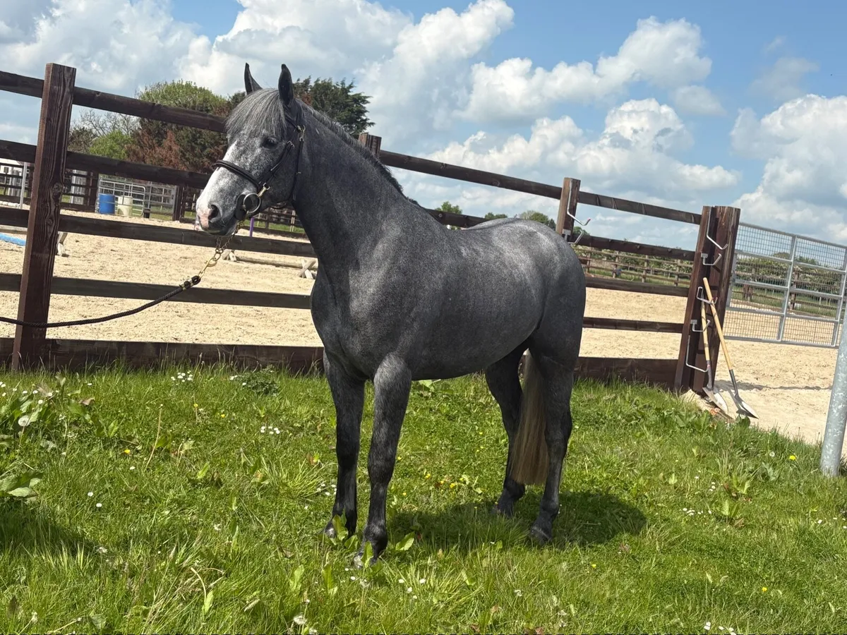 Lot 456 Clifden Sales - Image 4