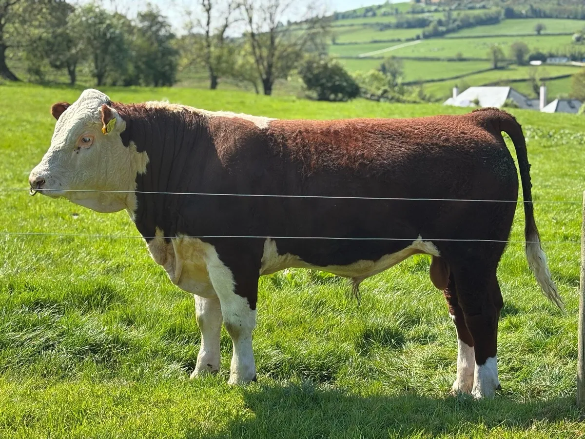 Pedigree Hereford bull - Image 1