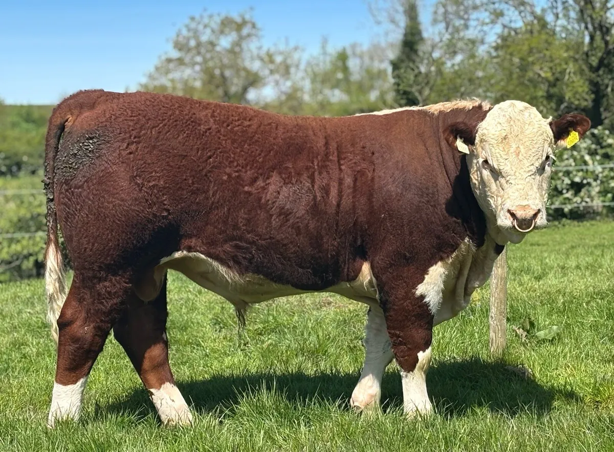 Pedigree Hereford bull - Image 2