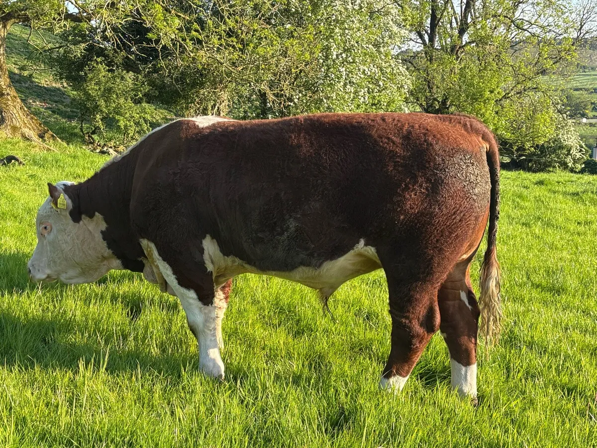 Pedigree Hereford bull - Image 3