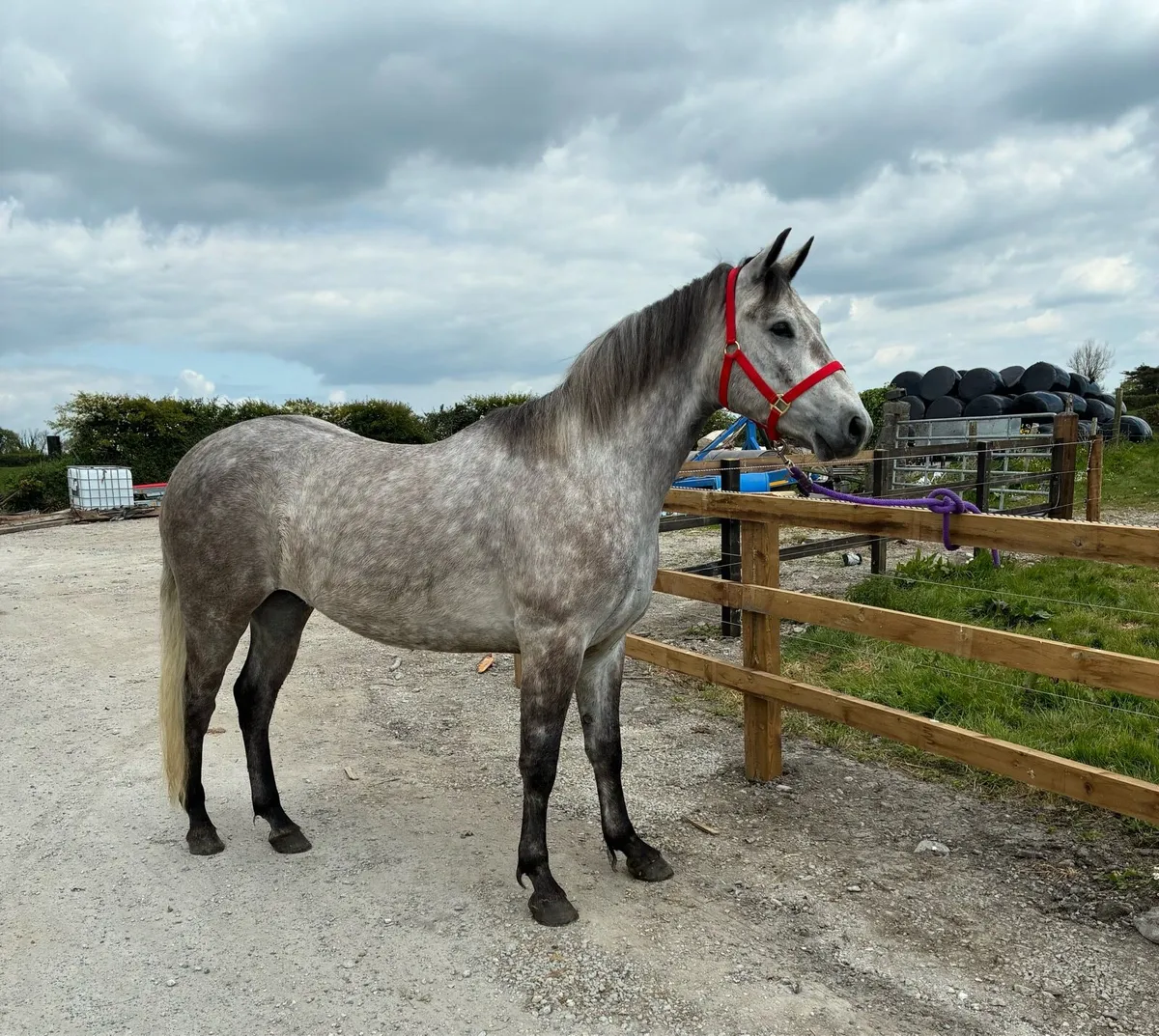 Clifden Pony Sales Friday 16th May LOT #71 - Image 1