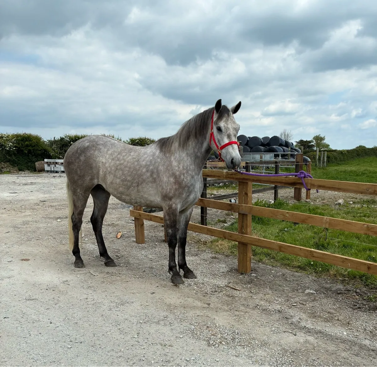 Clifden Pony Sales Friday 16th May LOT #71 - Image 2