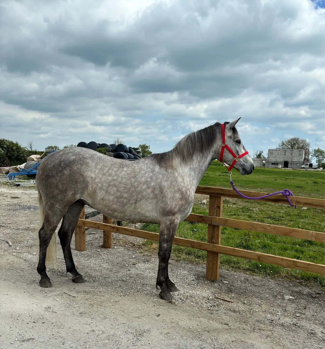 Clifden Pony Sales Friday 16th May LOT #71 - Image 3