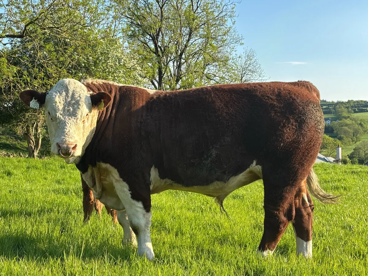 Pedigree Hereford bull - Image 4