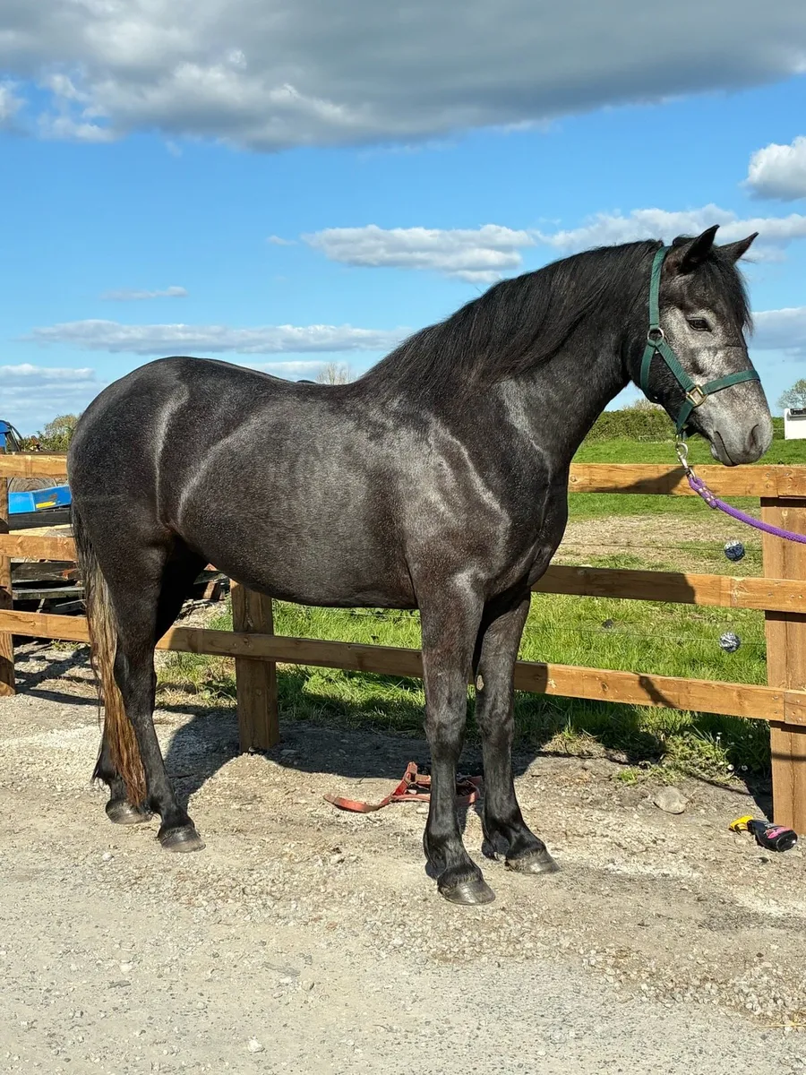 Clifden Pony Sales Friday 16th May LOT #74 - Image 1