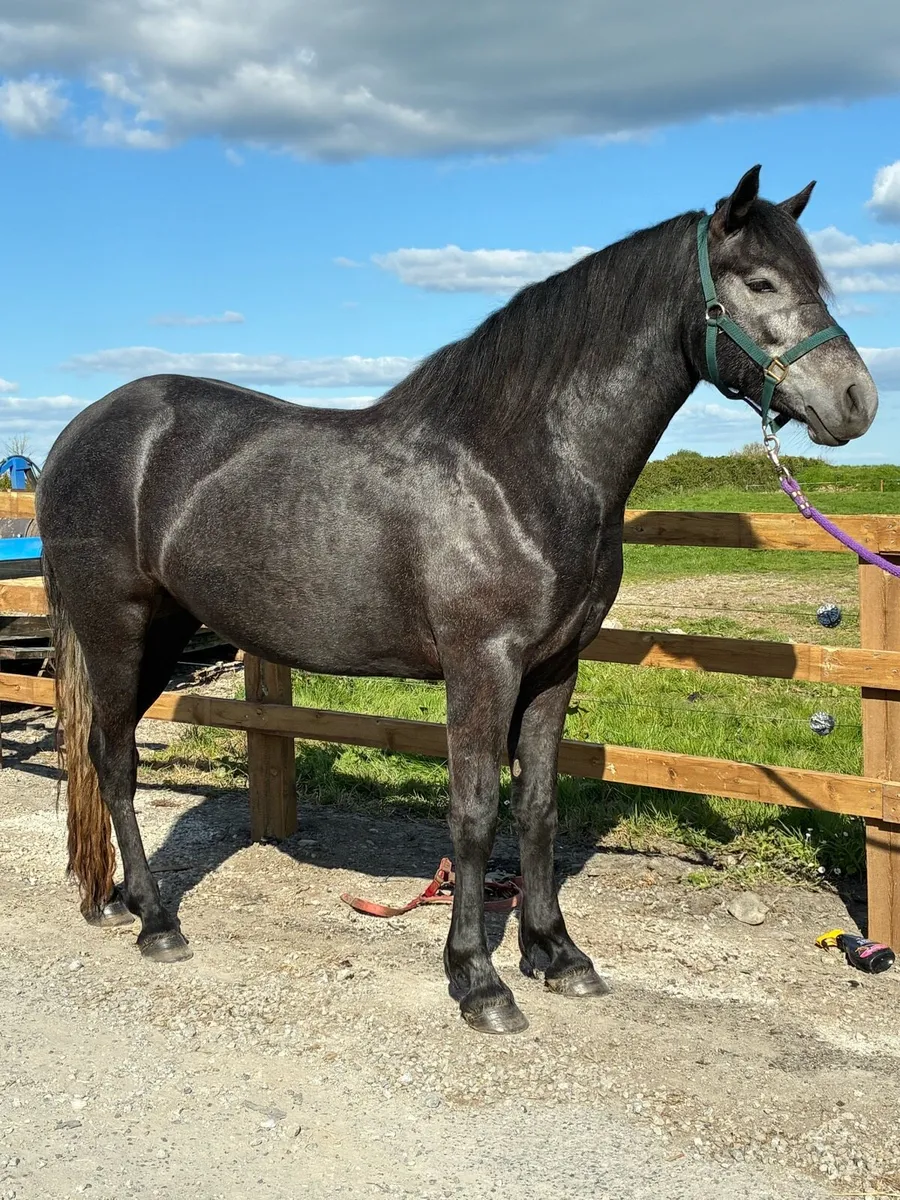 Clifden Pony Sales Friday 16th May LOT #74 - Image 2