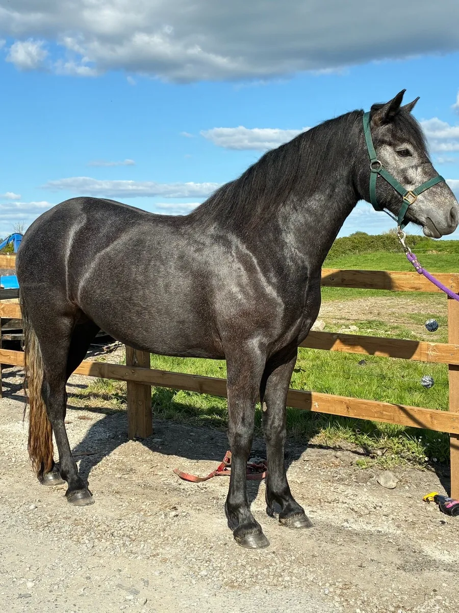 Clifden Pony Sales Friday 16th May LOT #74 - Image 3