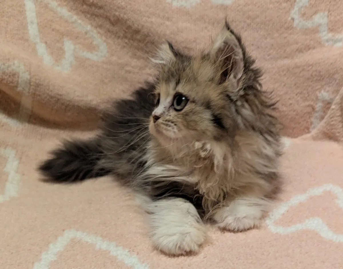 Scottish Long Hair Kitten - Image 2