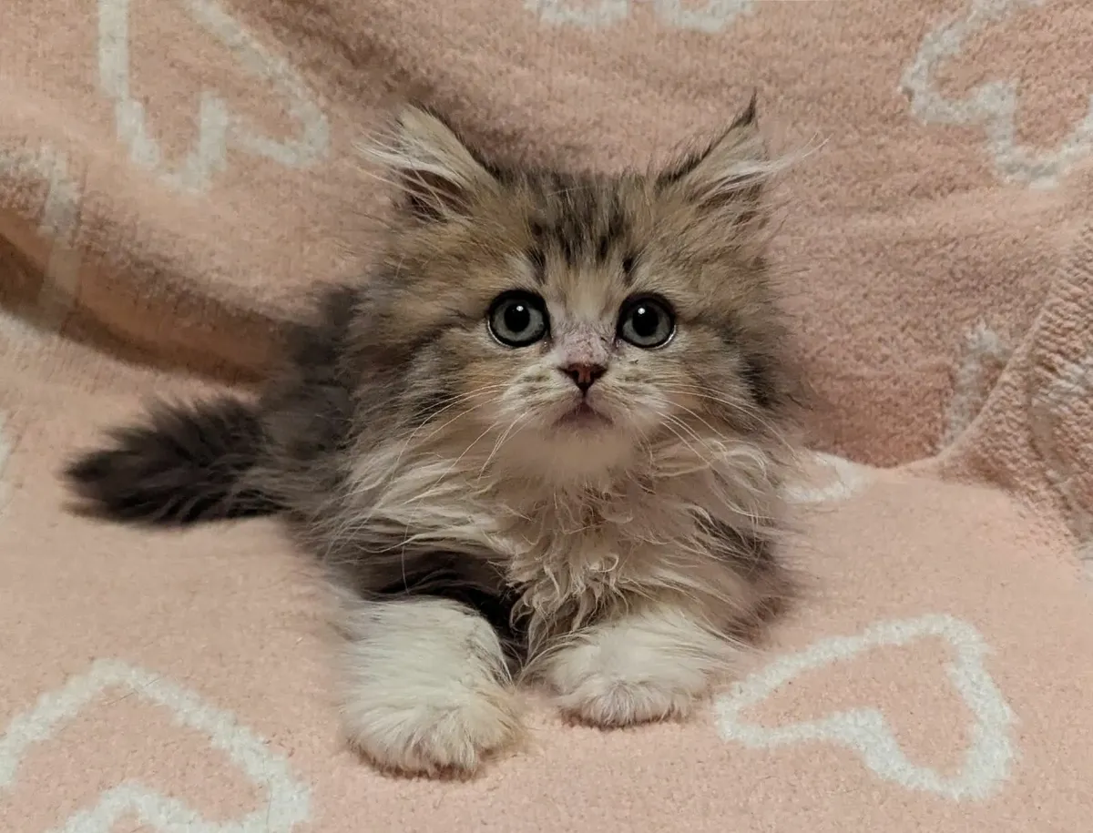 Scottish Long Hair Kitten - Image 1