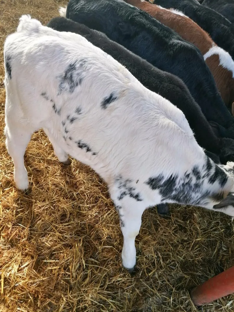Beef calves - Image 1