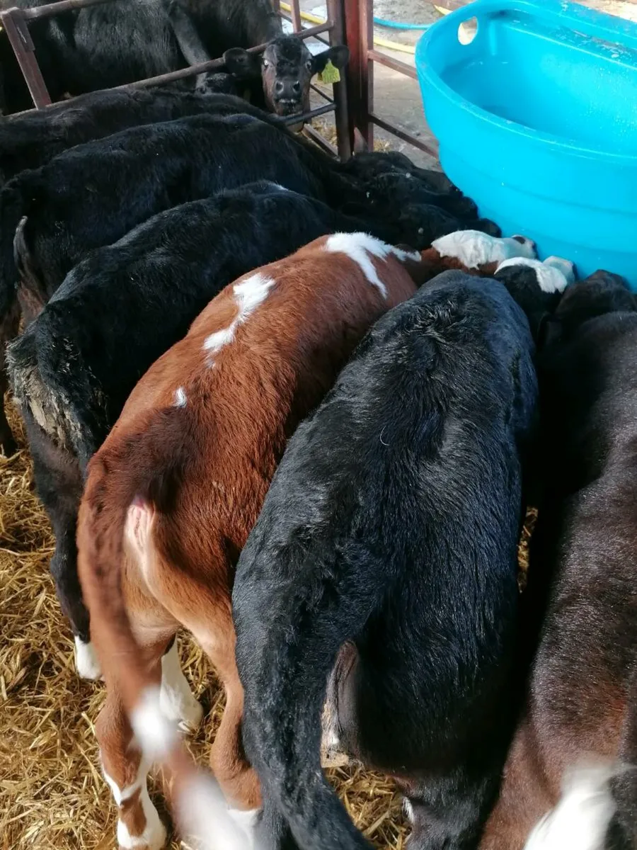 Beef calves - Image 2