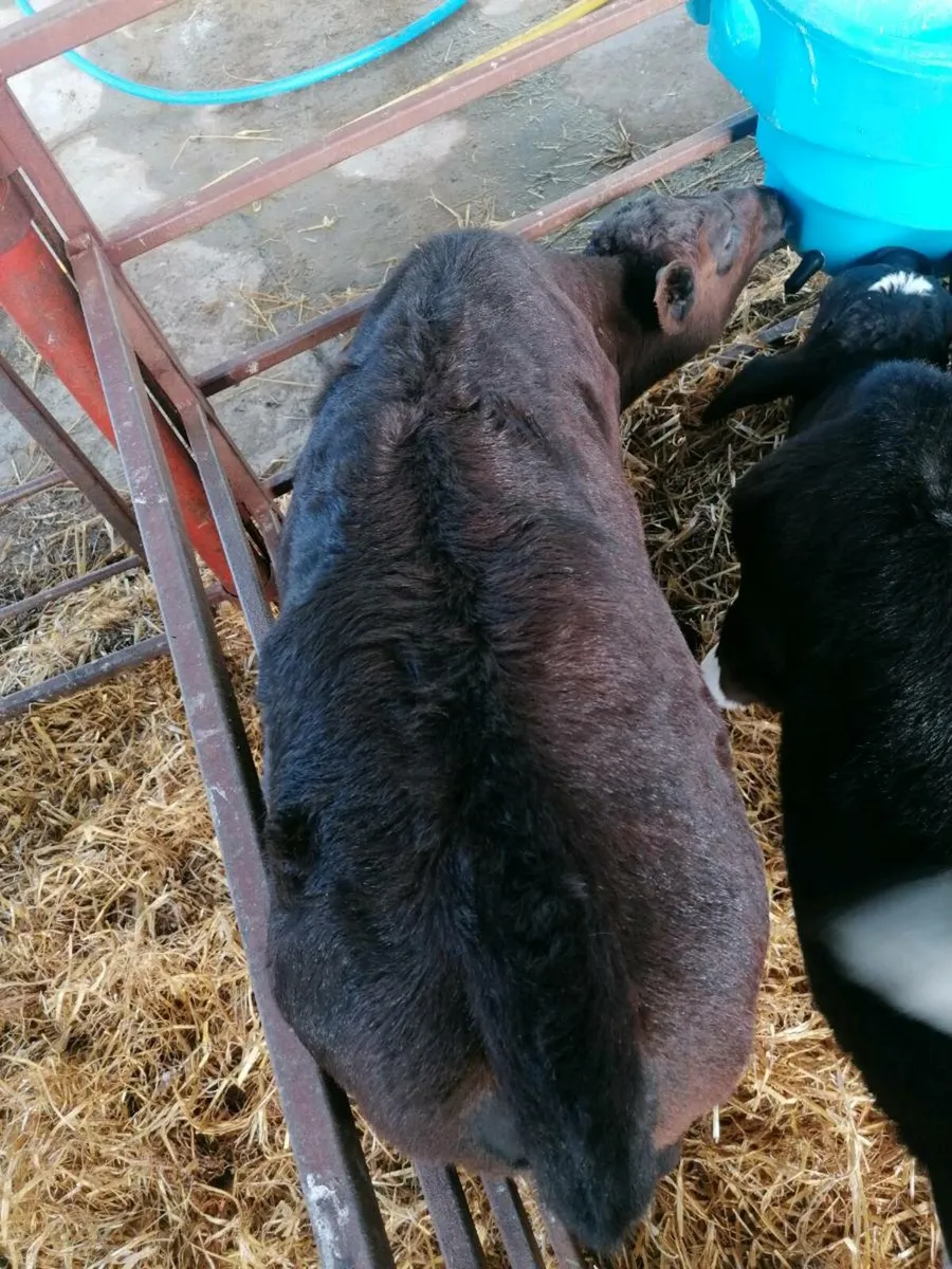 Beef calves - Image 3