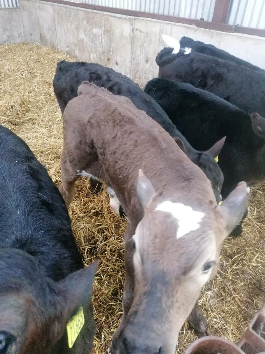 Beef calves - Image 4