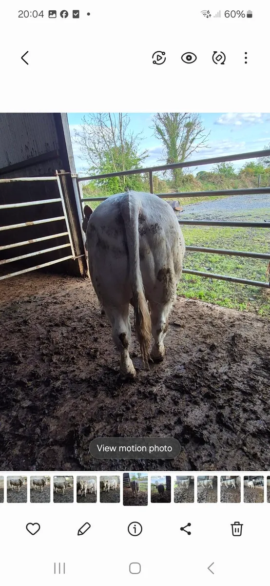 Pedigree registered charolais bull - Image 2