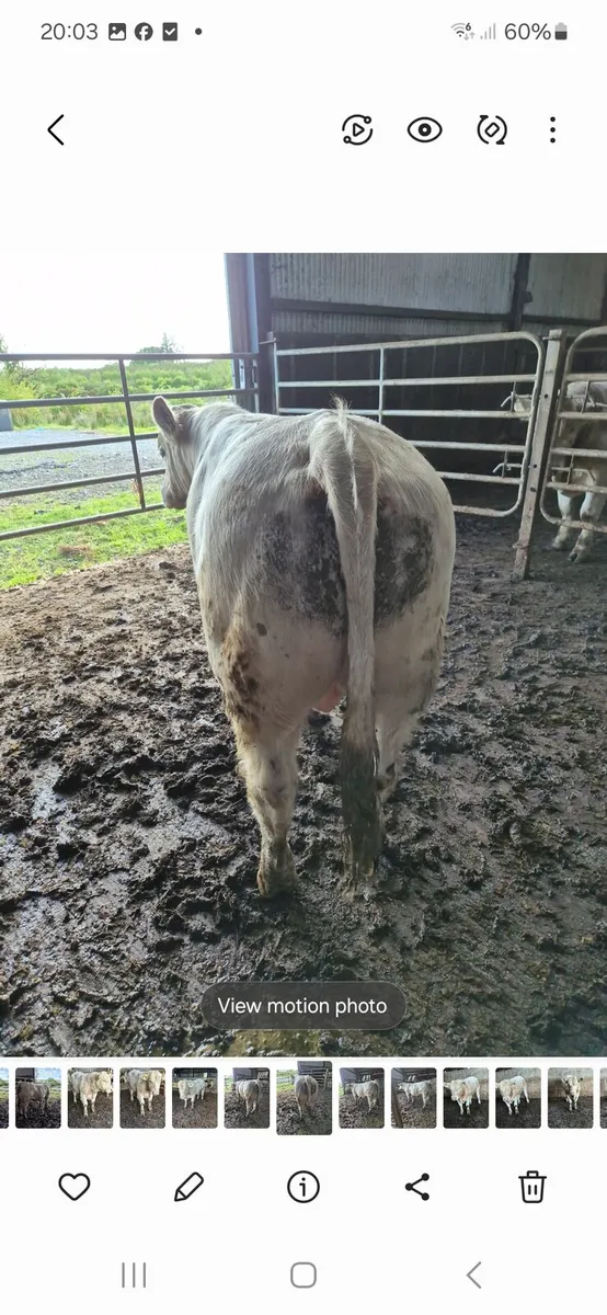 Pedigree registered charolais bull - Image 1