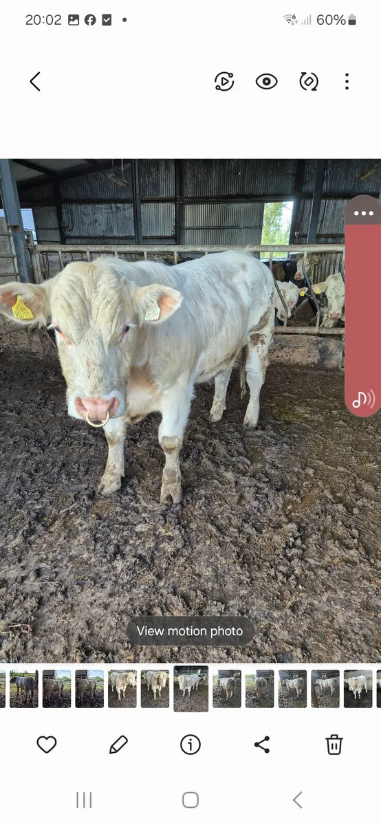 Pedigree registered charolais bull - Image 3