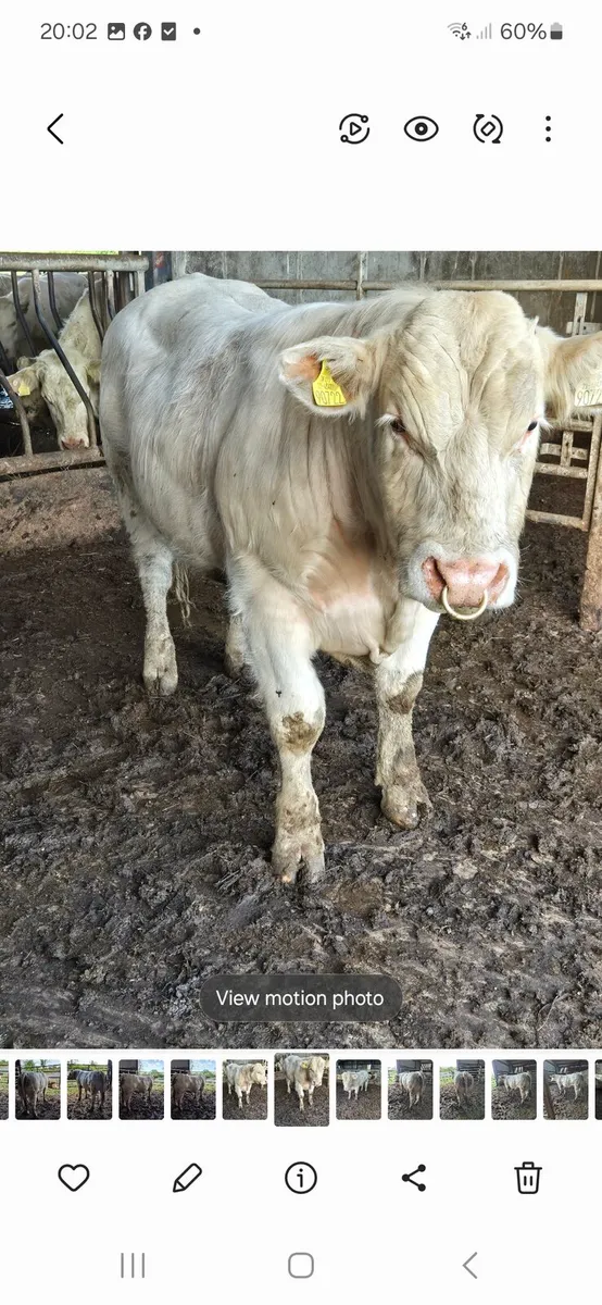 Pedigree registered charolais bull - Image 4