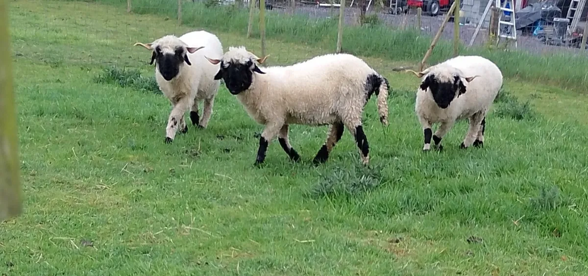 Valais Blacknose Pet Ewes and Ram - Image 1