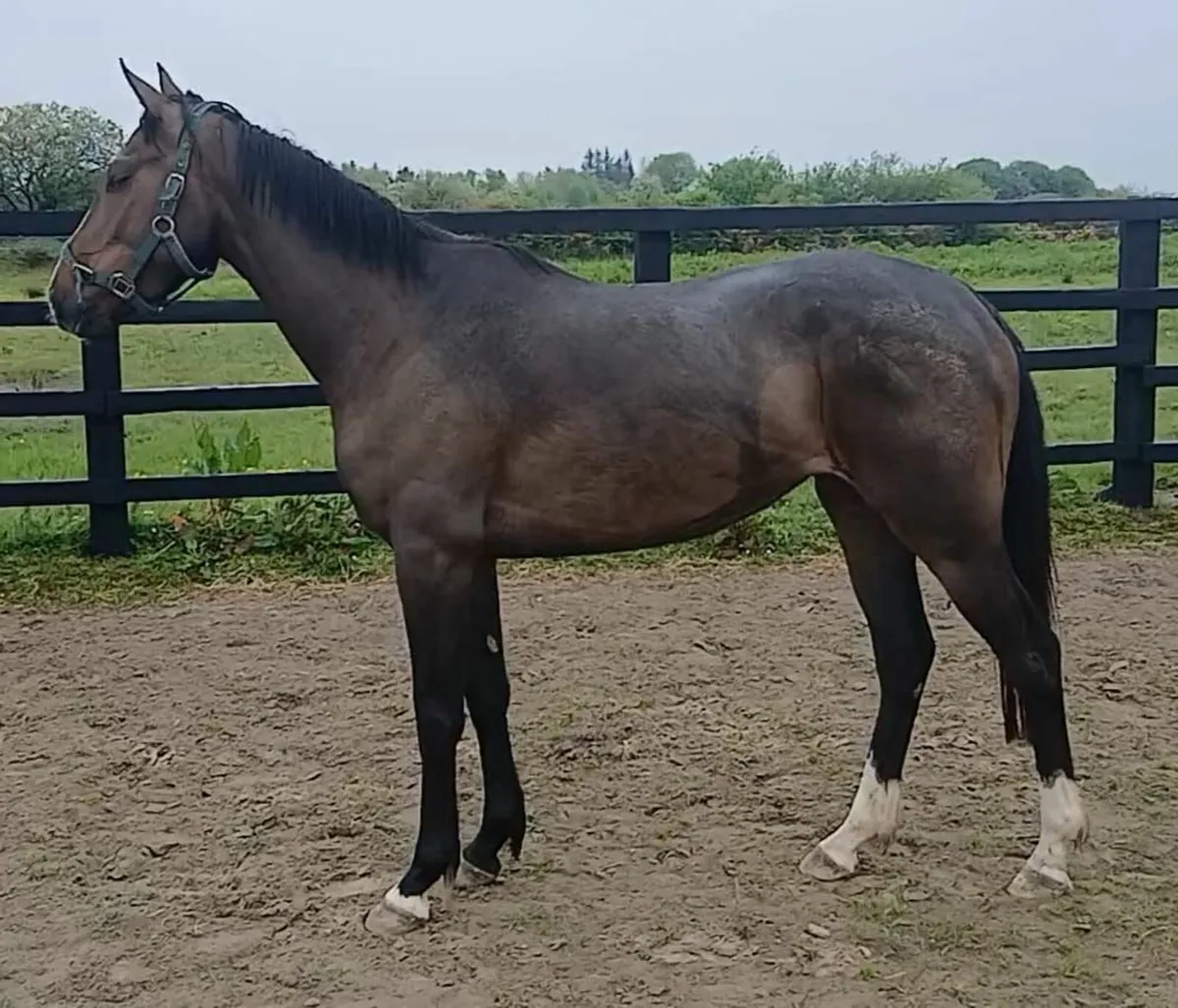 3yr old Filly Loose performance quality - Image 1