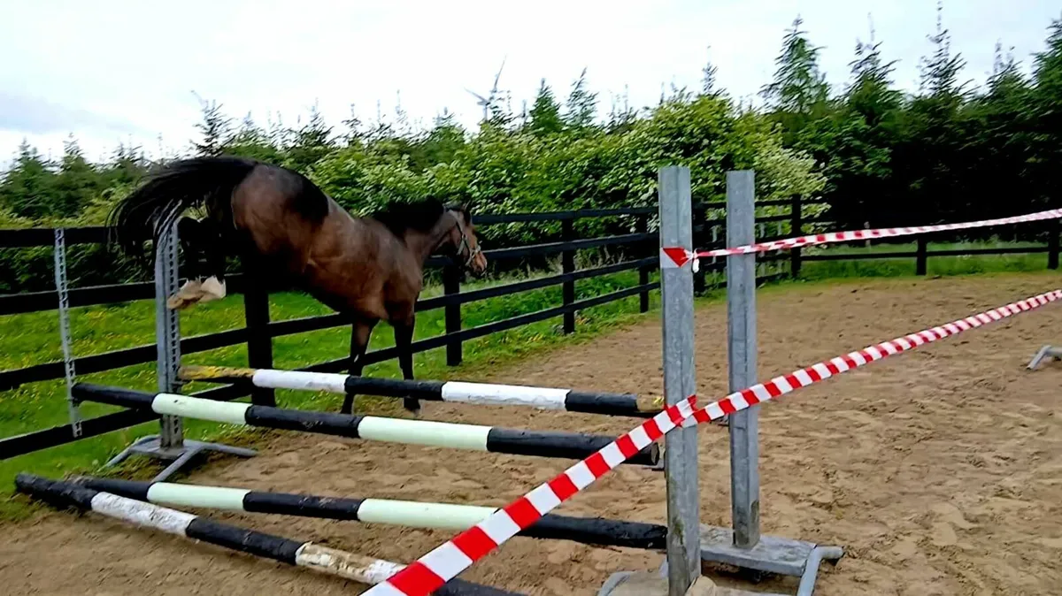 3yr old Filly Loose performance quality - Image 2