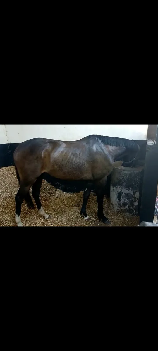 3yr old Filly Loose performance quality - Image 4