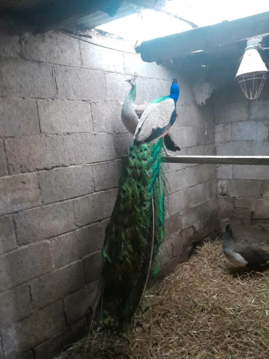 Last 2  indian blue peafowl pairs - Image 1