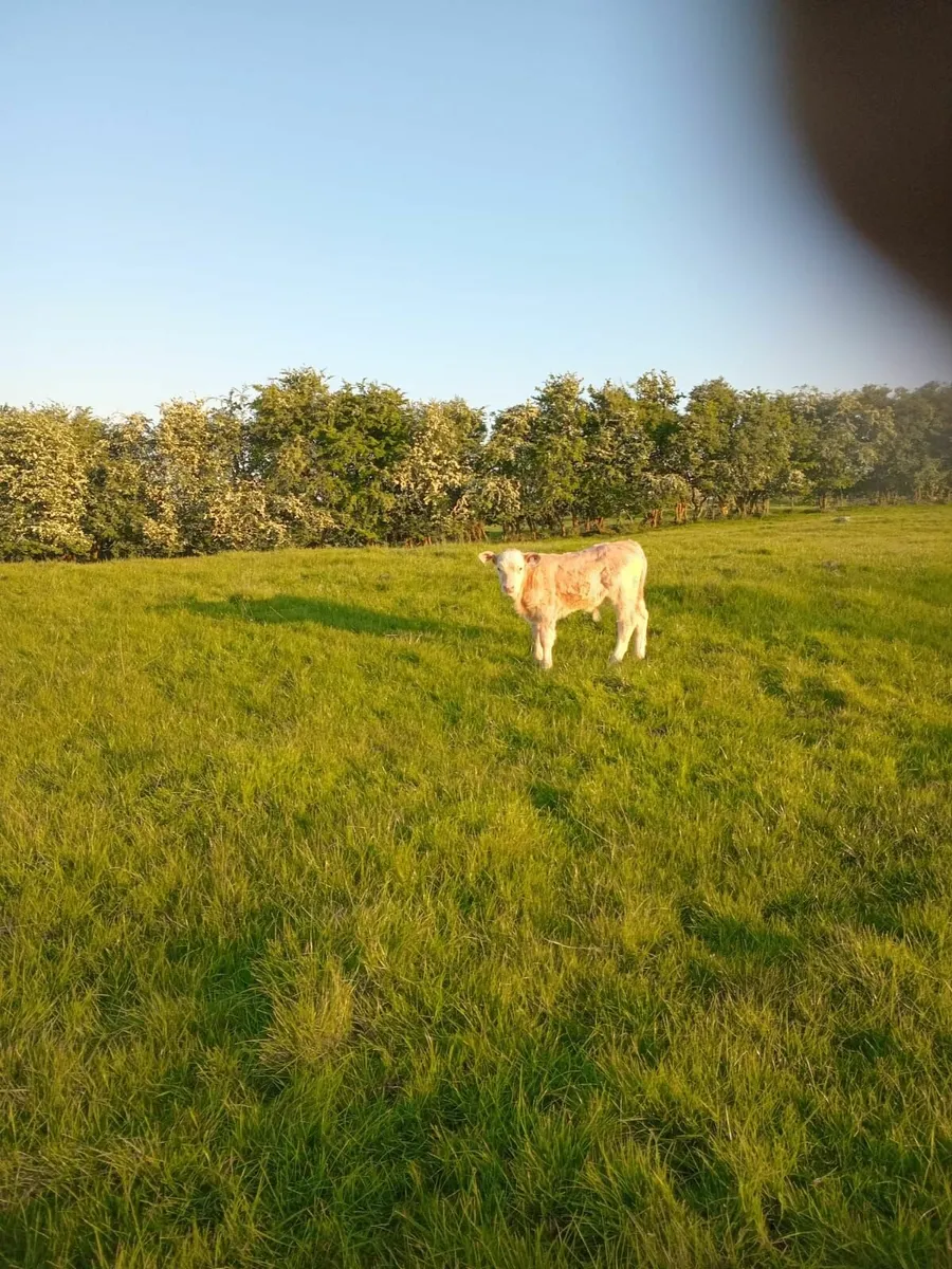 Suckler Charolais bull calf - Image 1