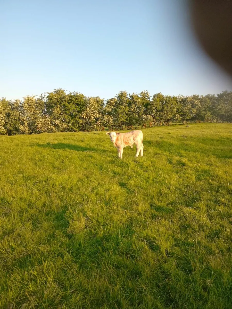 Suckler Charolais bull calf - Image 2