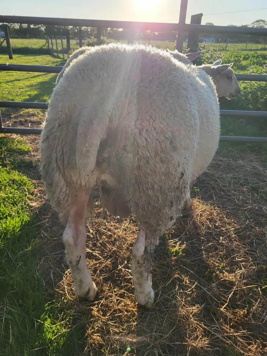 Ram lambs - Image 3