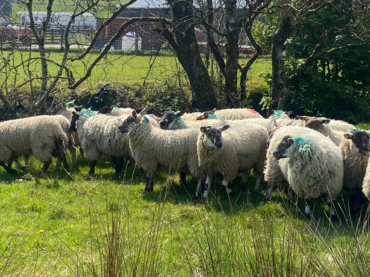 Hogget Ewes - Image 2