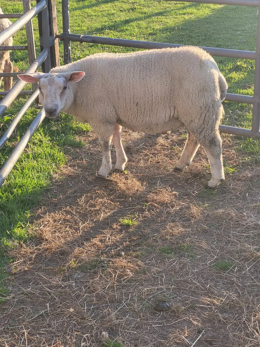 Ram lambs - Image 4