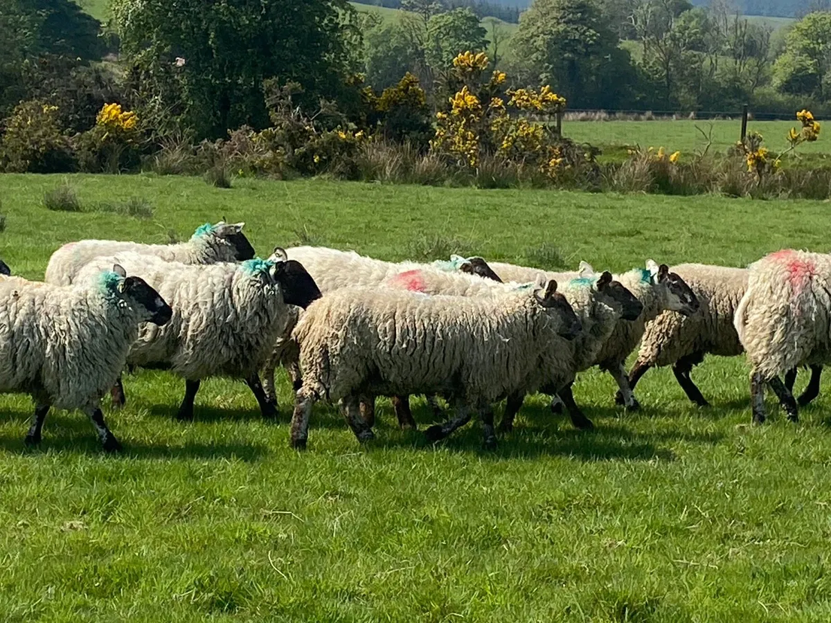 Hogget Ewes - Image 1