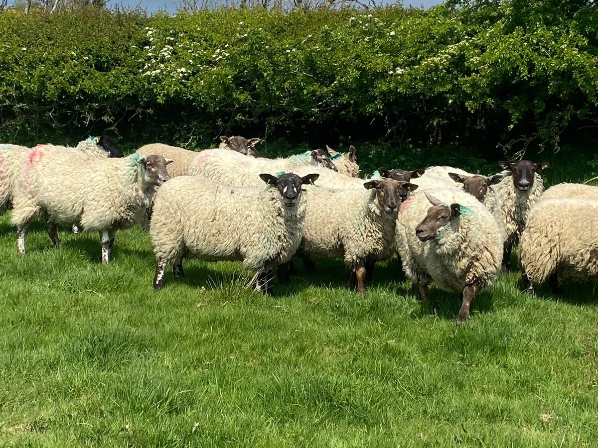 Hogget Ewes - Image 3