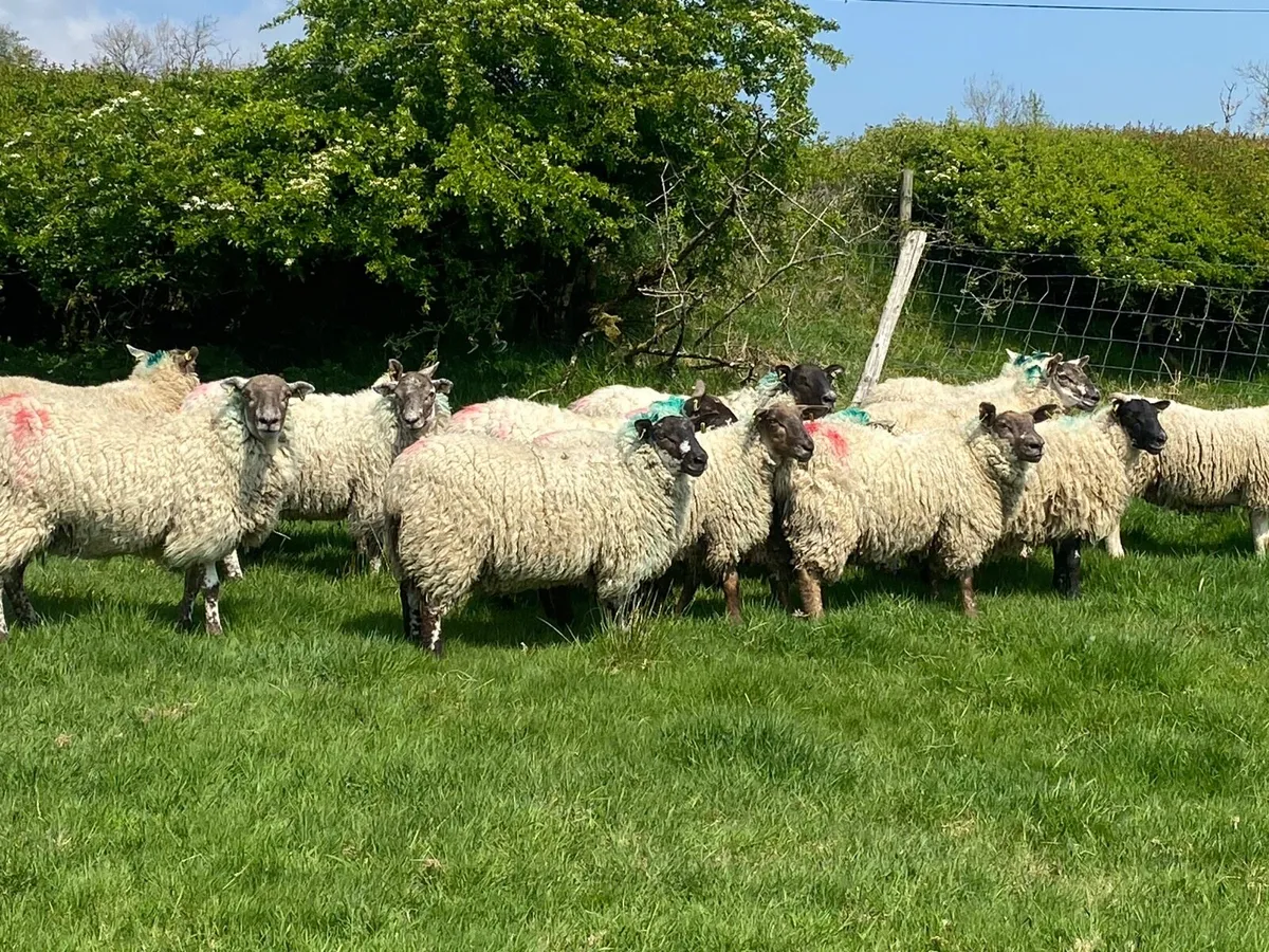 Hogget Ewes - Image 4